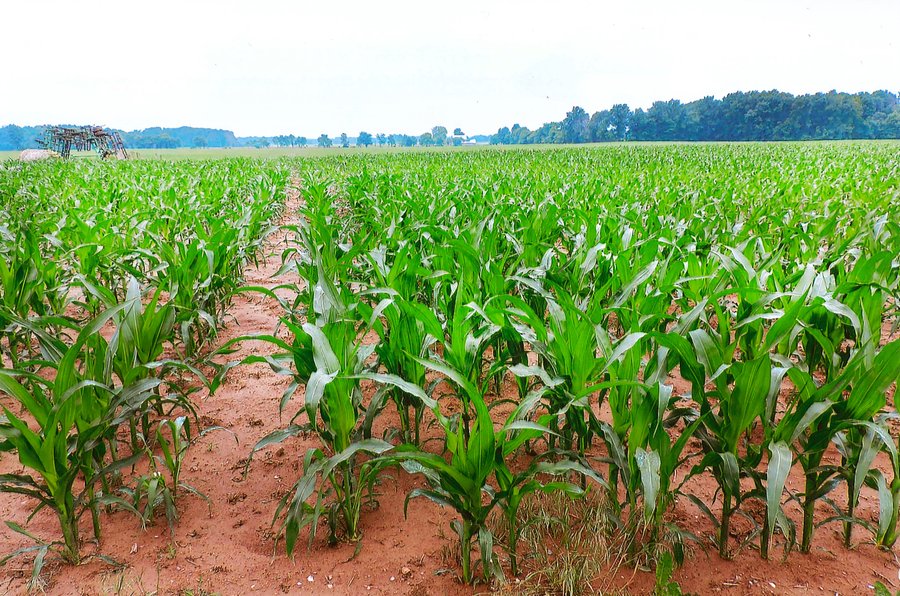 LAND AUCTION - 308+/- ACRES IN 7 TRACTS IN CARROLL & WHITE COUNTY, INDIANA